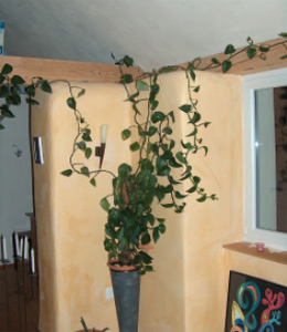 Kalkputz, Kalkgrund und Deckputz mit Sumpfkalk